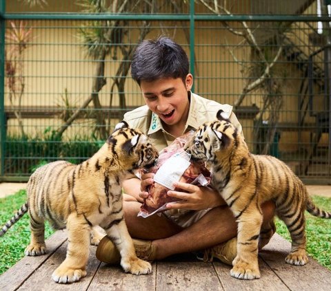 Jadi Sorotan, Alshad Ahmad Ungkap Penyebab Kematian Cenora Anak Harimau Miliknya