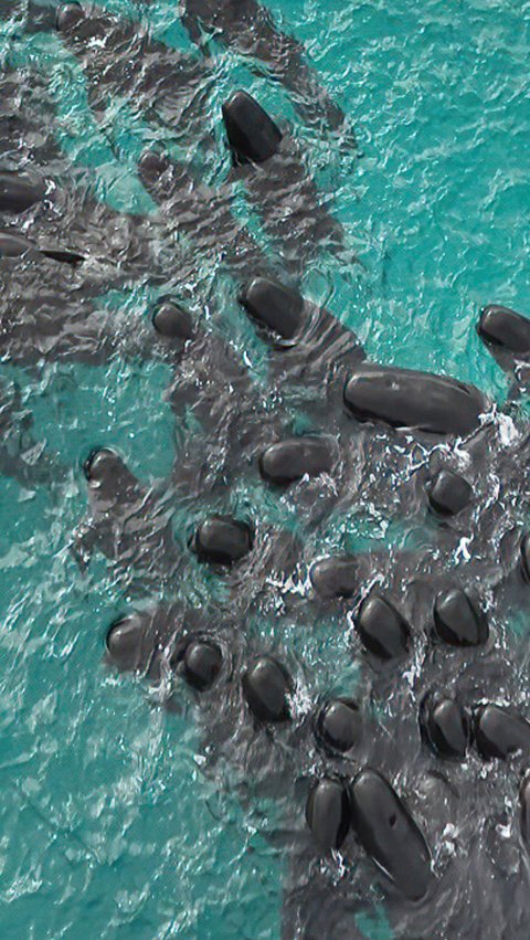 FOTO: Terdampar Misterius, Lebih dari 50 Ekor Paus Pilot Mati Massal di Pantai Australia Barat