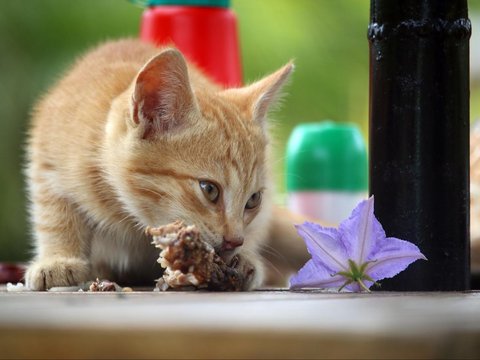 Cara Mengatasi Kucing Muntah Cacing