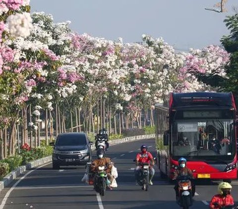 Bunga Tabebuya  bermekaran di sepanjang pinggir jalan protokol Kota Surabaya kembali mekar pada akhir Juli 2023 ini. Bunga warna-warni itu bikin nuansa jalan-jalan di Kota Surabaya jadi romantis.