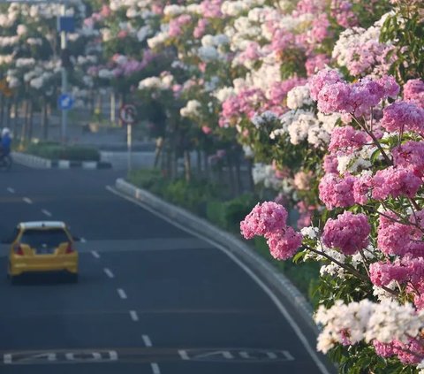 Cantiknya Bunga Tabebuya Mekar di Tepi Kota Surabaya, Jalan Jadi Romantis