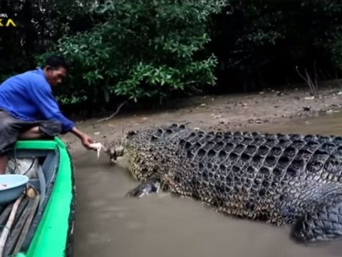 Suapi Buaya Makan bak Anak Sendiri