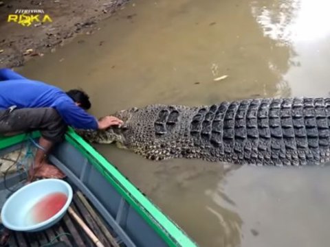 Keakraban Pak Ambo dengan Buaya di Bontang Saat Memberi Makan 'Sini Nak Cium dulu Papih'