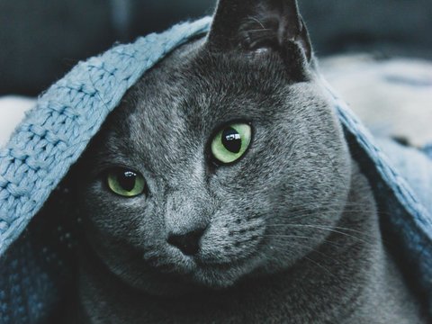 Russian Blue