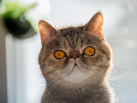 Exotic Shorthair