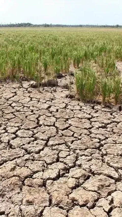 Mendag soal Fenomena El Nino: Sungai Mulai Kering, Kita Agak Khawatir soal Harga Pangan
