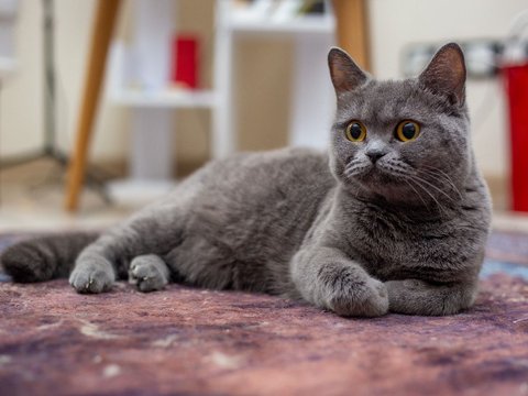 British Shorthair