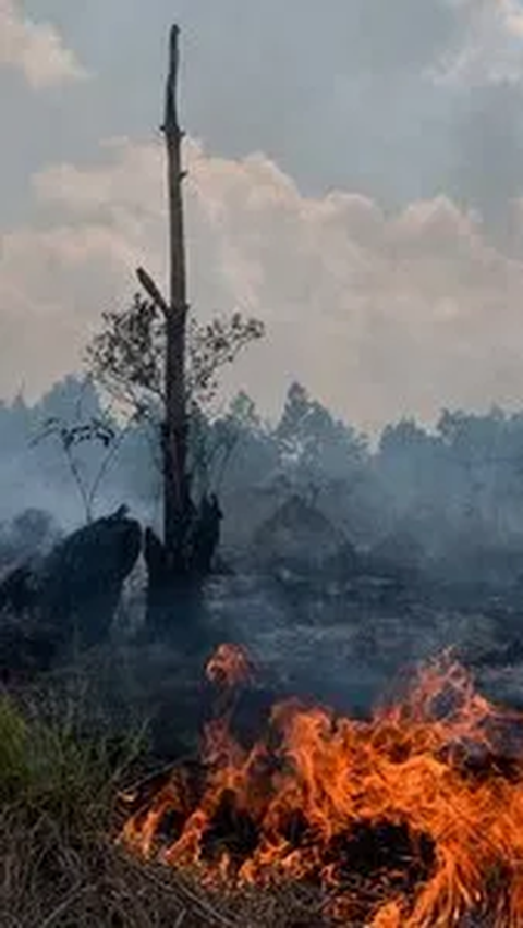 Warga Sumsel di Wilayah Ini Dilarang Keras Nyalakan Api, Ada Karhutla dan Kabut Asap Mengancam