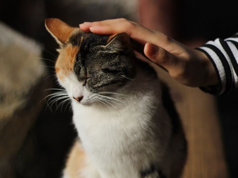 Cara Melatih Kucing Peliharaan agar Patuh