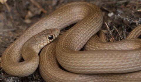 Narrow Striped Dwarf Snake