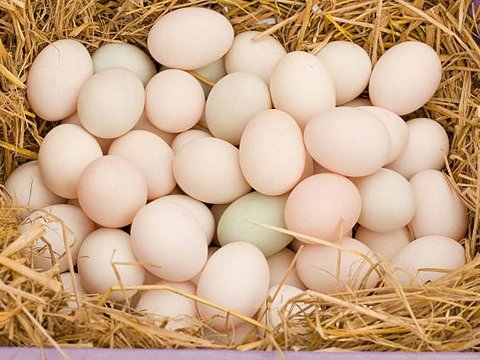 Perbedaan Telur Ayam dan Telur Bebek, dari Cangkang hingga Kandungan Nutrisinya