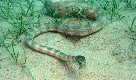 Persian Gulf Sea Snake