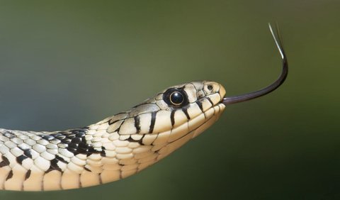 Jika Anda bermimpi ular hitam di air kemudian menggigit, maka bisa menjadi pertanda bahwa tubuh Anda kurang sehat.