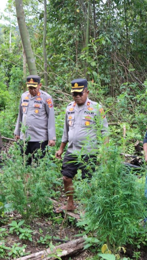 Kapolres Tanah Karo, AKBP Wahyudi Rahman, menjelaskan kedua pelaku didapatkan narkotika jenis ganja yang masih berupa pohon.
