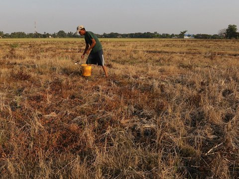 Alami Kekeringan, Petani Aceh Didorong Ikut AUTP