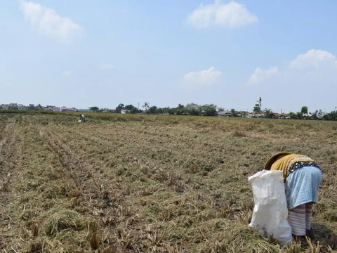 Alami Kekeringan, Petani Aceh Didorong Ikut AUTP