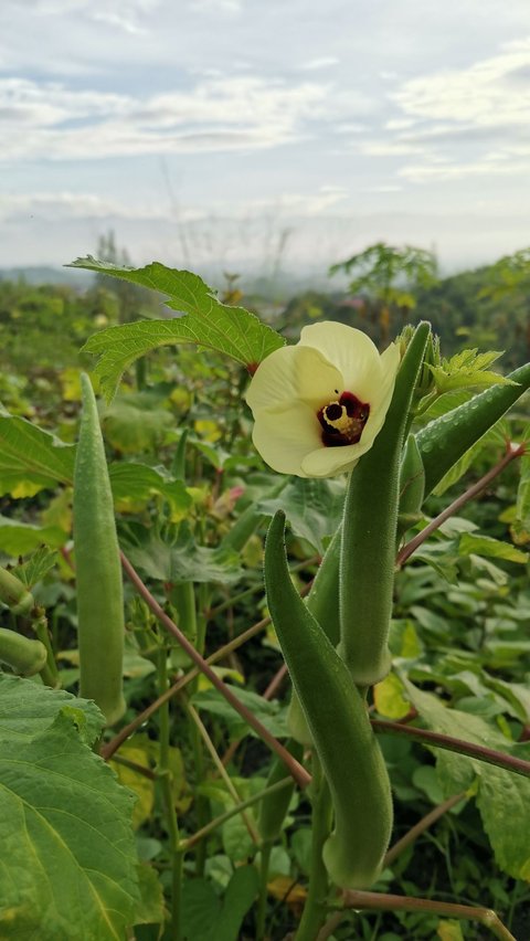 4. Tingkatkan Kesehatan Pencernaan<br /><br />Kandungan serat dalam okra membuatnya bermanfaat dalam mencegah konstipasi dan menjaga saluran cerna agar tetap sehat. <br /><br />Tak hanya itu, serat juga bisa membuat Anda merasa kenyang lebih lama. Sehingga baik untuk dikonsumsi ketika sedang diet.