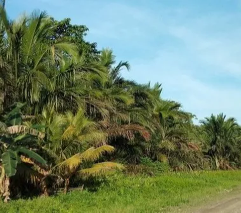 Sekretaris Daerah Kalimantan Timur, Sri Wahyuni menyebut bahwa potensi pembangunan hijau di Kaltim sangat besar.