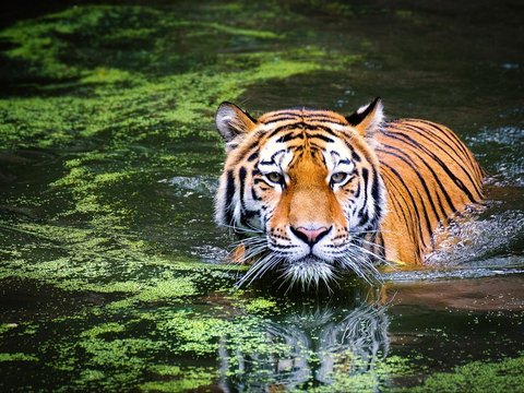 Fakta Menarik Tentang Harimau