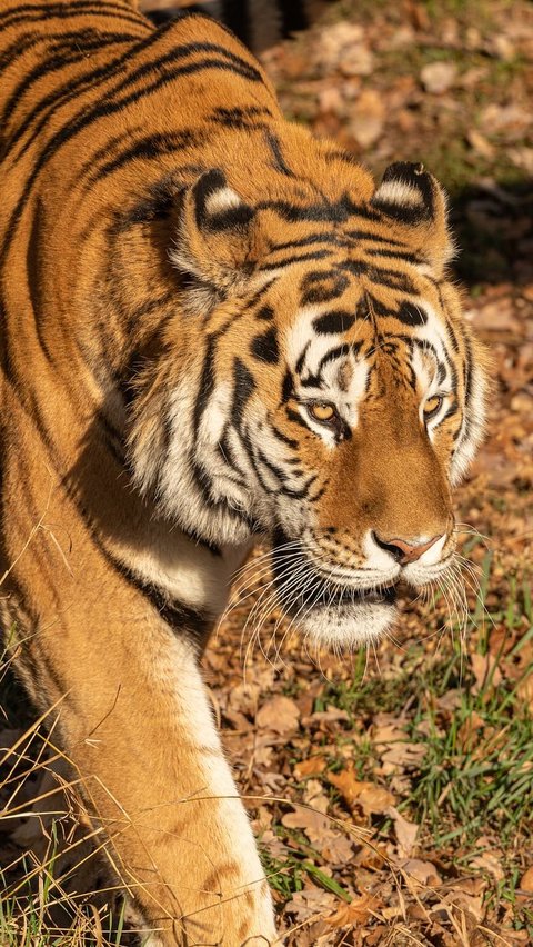 29 Juli Peringati Hari Harimau Internasional, Lindungi Ekosistemnya