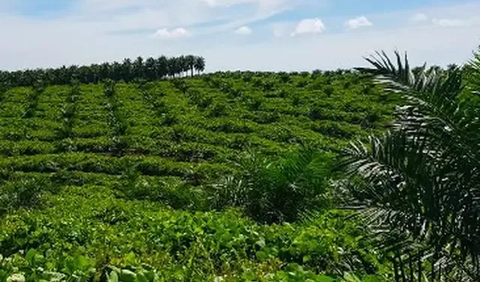 Kedua sektor usaha perkebunan.