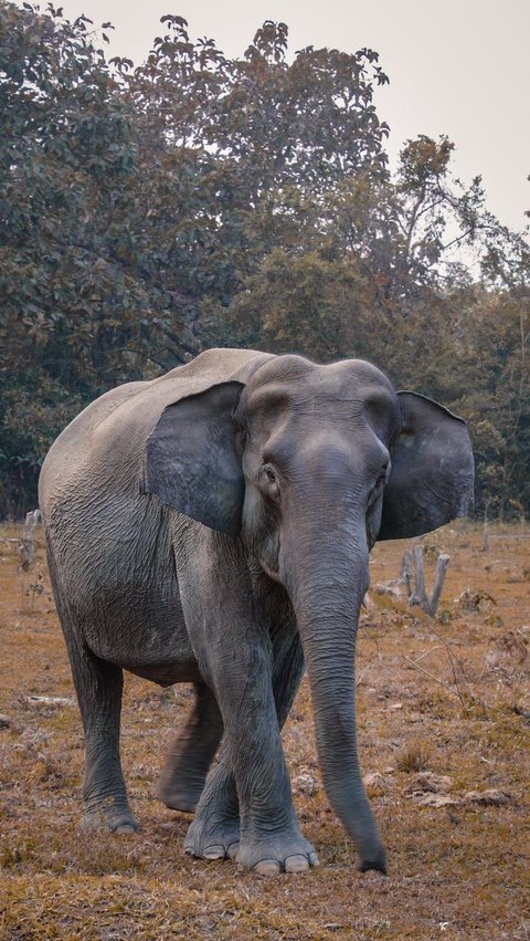 1. Gajah