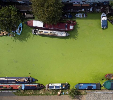 Pemandangan tak biasa terlihat di sebuah sungai di Hackney Wick, London, Inggris, pada Jumat (28/7/2023). Permukaan sungai itu tampak ditutupi gulma duckweed yang terlihat seperti karpet hijau<br /><br />Pesatnya pertumbuhan gulma duckweed diduga akibat cuaca panas yang belakangan malanda London.