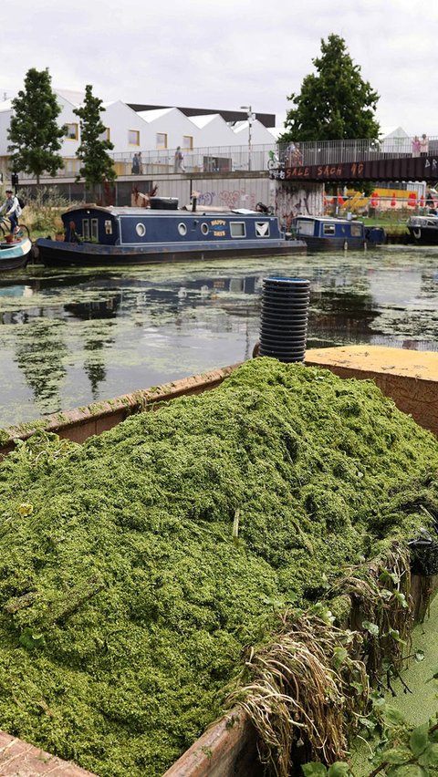 Gulma duckweed benar-benar tumbuh secara alami. Tanaman ini benar-benar tumbuh subur ketika cuaca yang sangat panas.<br /><br />Lantas, apakah gulma duckweed ini berbahaya?