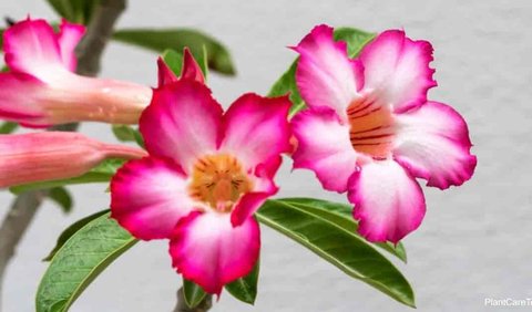 4. Adenium obesum.