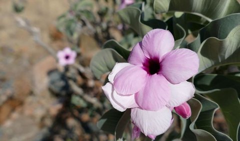 10. Adenium boehmianum.