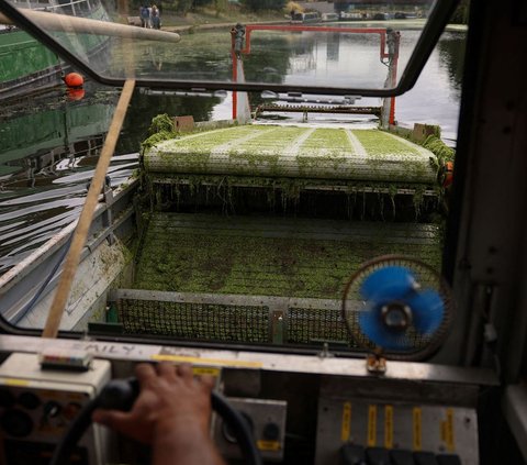 Sementara, petugas layanan kota dikerahkan untuk membersihkan gulma duckweed yang memenuhi permukaan kanal.<br /><br />Ini terjadi setiap tahun dan mereka telah siap menghadapi gulma duckweed dengan menyediakan mesin pembersih.