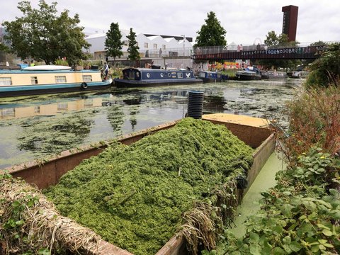 FOTO: Penampakan Sungai di Inggris Dipenuhi Gulma Akibat Cuaca Panas, Ribuan Ikan Terancam