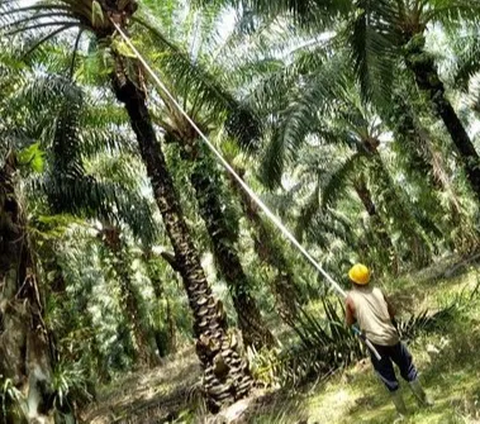 Dirut PTPN III Buka-bukaan Pentingnya Mitra Pengadaan Barang & Jasa di BUMN Perkebunan