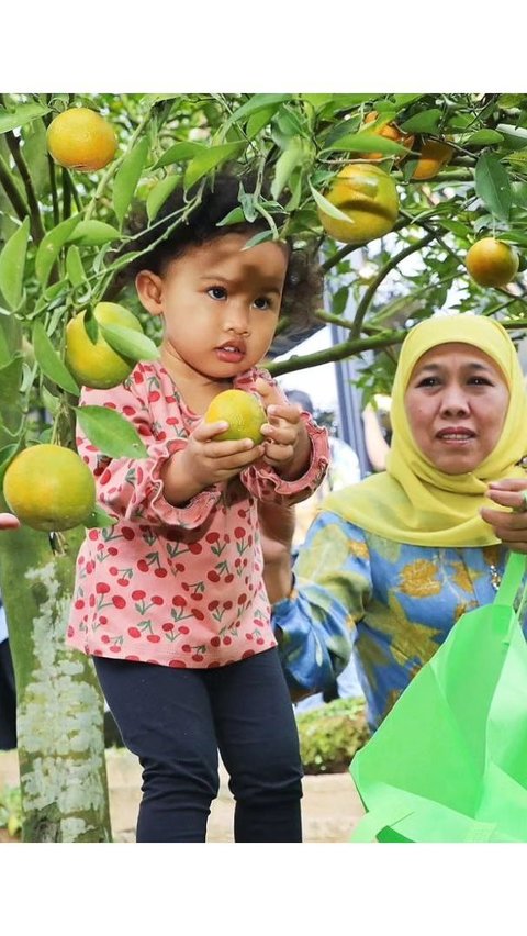 Potret Gemas Aila Cucu Gubernur Jatim, Selalu Ceria saat Diajak Petik Buah di Kebun