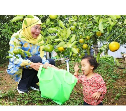 Keluarga Gubernur Jatim mengunjungi Desa Wisata Jeruk di kawasan Punten, Kota Batu, Jawa Timur. Salah satu sosok yang mencuri perhatian adalah sang cucu, Aila.