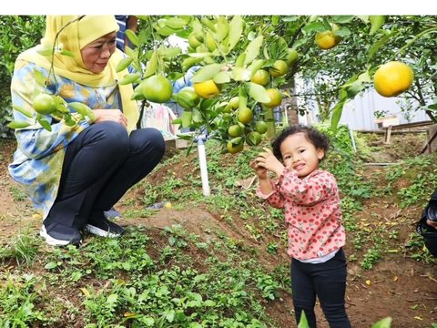 Potret Gemas Aila Cucu Gubernur Jatim, Selalu Ceria saat Diajak Petik Buah di Kebun