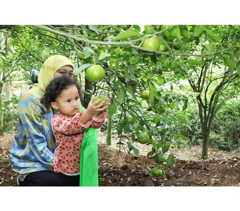 Selama berada di kebun jeruk, Aila berpartisipasi aktif memilih jeruk mana yang akan dipetik. Pada ranting pohon pendek, memetik sendiri buah jeruk pilihannya.