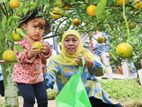 Potret Gemas Aila Cucu Gubernur Jatim, Selalu Ceria saat Diajak Petik Buah di Kebun