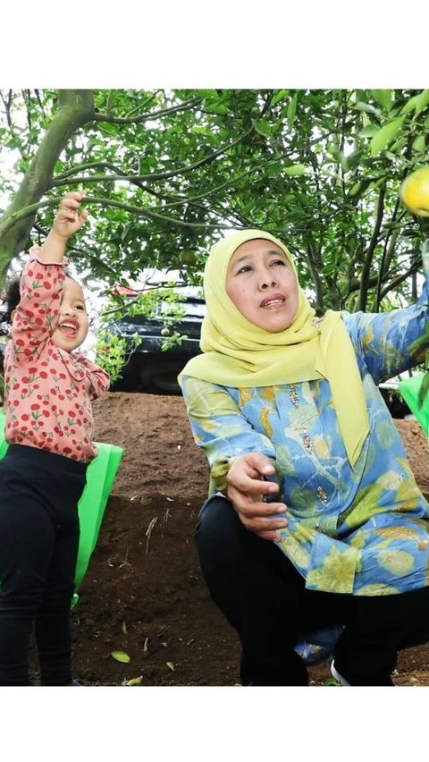 Usai panen melon di Green House Masjid Agung Surabaya, kini Aila dan Gubernur Jatim panen jeruk di agrowisata Kota Batu