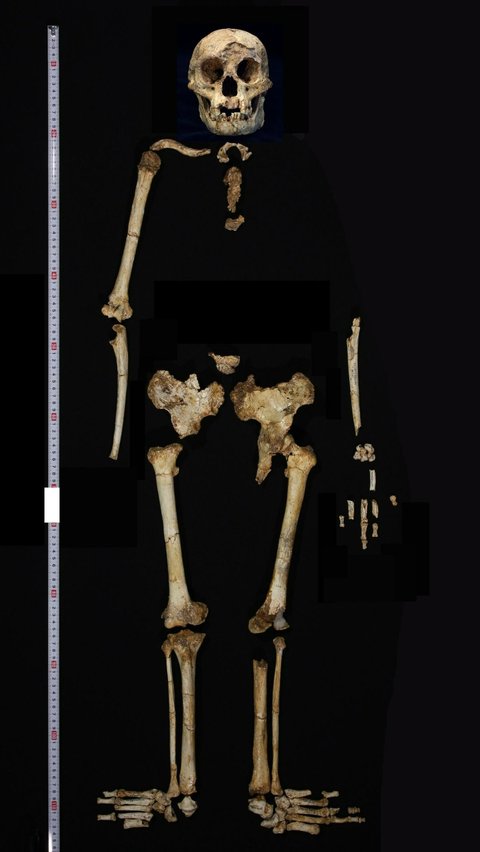 Untuk saat ini spesies ini masih menjadi misteri. Namun berkat rekonstruksi 3D setidaknya kita bisa mengetahui kira-kira wajahnya seperti apa.<br /><br />Penelitian yang belum dikaji sesama ahli ini dipublikasikan dalam e-book OrtogOnline vo.4.