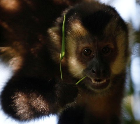 Kondisi alam sekitar Air Terjun Iguazu juga banyak menyimpan keanekaragaman makhluk hidup. Tempat ini menjadi habitat bagi ribuan spesies tanaman dan ratusan spesies binatang hingga hewan endemik seperti jenis primata Capuchin.