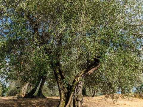 Sedang Cabut Pohon Zaitun, Petani Temukan Artefak Kuno Berusia 2.000 Tahun