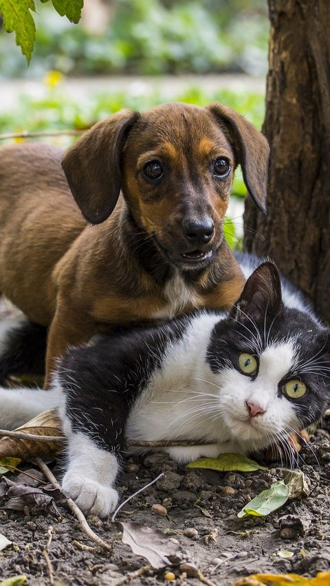 Apakah Anjing Lebih Cerdas dari Kucing? Peneliti Ungkap Fakta Dibaliknya