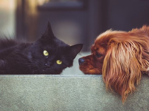 Apakah Anjing Lebih Cerdas dari Kucing? Peneliti Ungkap Fakta Dibaliknya