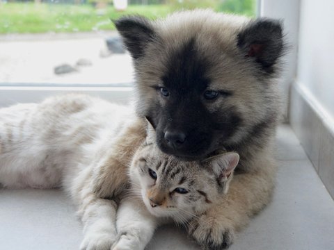 Perbedaan Biologis Antara Anjing dan Kucing