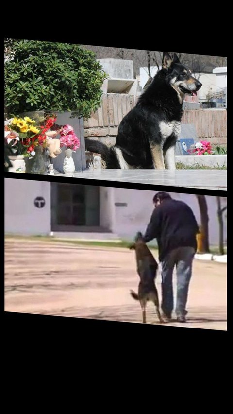 8 Anjing Setia seperti Hachiko, Tunggu Majikan yang Meninggal Bertahun-Tahun