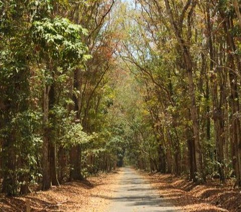 Kronologi Empat Warga Tersesat di Alas Purwo, Cari Air di Hutan Tak Tahu Jalan Keluar