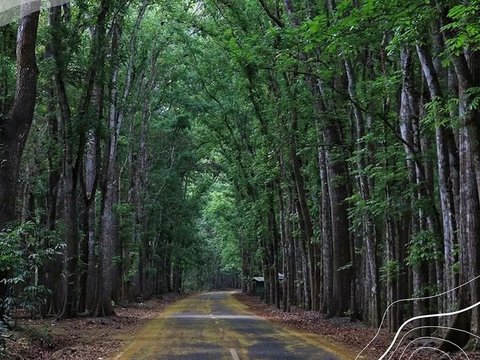 Hutan Paling Angker di Tanah Jawa