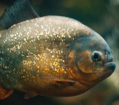 5 Fun Facts About Piranhas You That You Never Know | trstdly: trusted ...