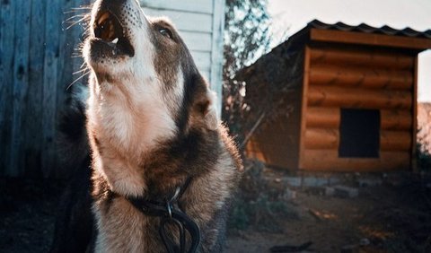 Penyebab Penyakit Distemper pada Anjing